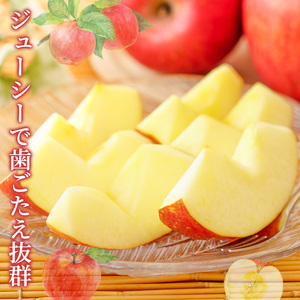 信州小諸 松井農園のサンふじ 約3.5kg 果物類・林檎・りんご・リンゴ