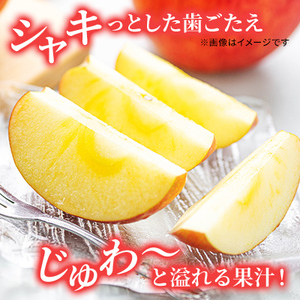 信州小諸産 サンふじ りんご 家庭用 小玉 約10kg 長野県産 果物類 林檎 リンゴ