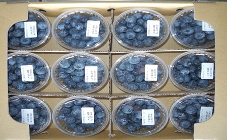 先行予約 2026年発送 信州小諸産 大粒生ブルーベリー 約1.2kg 12パック入 長野県産 果物 フルーツ 風味豊か 小諸市