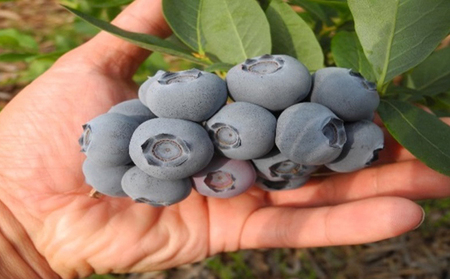 先行予約 2026年発送 信州小諸産 大粒生ブルーベリー 約1.2kg 12パック入 長野県産 果物 フルーツ 風味豊か 小諸市