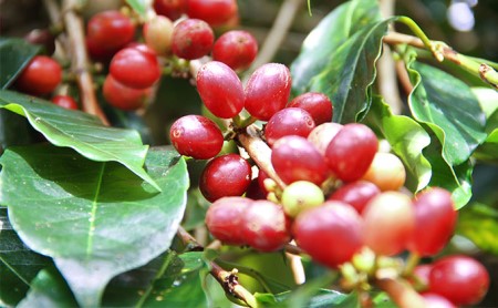 丸山珈琲のカフェラテベース(300ml)2本セット 飲料類 希釈用 割るだけ 簡単 豊かな香り 味わい コク 牛乳 炭酸水 お湯 お酒 アレンジ 無糖 微糖