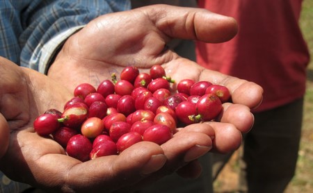 丸山珈琲のカフェラテベース(300ml)2本セット 飲料類 希釈用 割るだけ 簡単 豊かな香り 味わい コク 牛乳 炭酸水 お湯 お酒 アレンジ 無糖 微糖