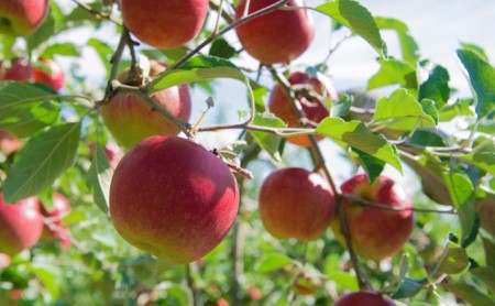 りんごジュース1000ml×3 ふじ3本セット 飲料類 果汁 飲料 果物 ギフト