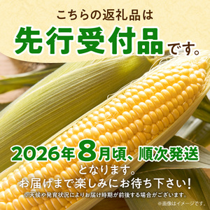 とうもろこし サニーショコラ Lサイズ 10本 とうもろこし とうもろこし 2026年8月発送 北海道産 とうきび トウモロコシ