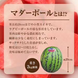 【関東地方までの配送】北海道雨竜町産 小玉スイカ 「マダーボール」2玉 赤肉 スムージー スイカ割り 糖度高め 夏 キャンプ ピューレ 海水浴 すいか 西瓜 甘い 果物 フルーツ 産地直送 お取り寄せ 北海道 雨竜町