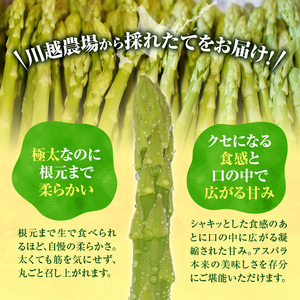 【先行受付】令和7年産 朝採りグリーンアスパラ   500g＜ 川越農場 ＞野菜 春 夏 北海道アスパラ 雨竜町産 パスタ サラダ スープ 旬 やわ旨