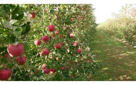 りんご 完熟 サンふじ 約4.5kg (りんご・リンゴ・林檎)【011-08】