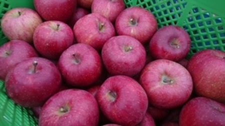 りんご 完熟 サンふじ 約4.5kg (りんご・リンゴ・林檎)【011-08】