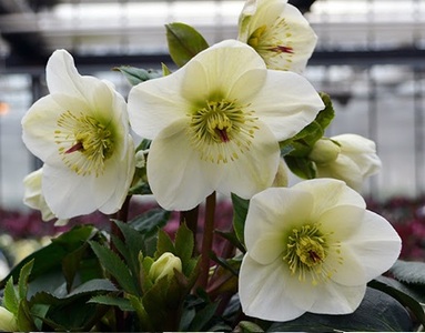 クリスマスローズ・氷の薔薇ホワイト| 花 クリスマス ローズ 冬 氷 薔薇 赤 季節 冬 ガーデニング ガーデン 庭 贈答 プレゼント ギフト 期間限定 伊那市 ふるさと納税【021-46】