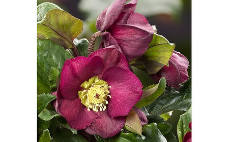 クリスマスローズ ・ 氷の薔薇 イタリアーノ ベノッタ  【021-43】