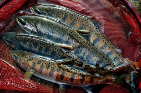 【令和8年】天竜川漁業協同組合　一般魚　年間遊漁券【037-10】