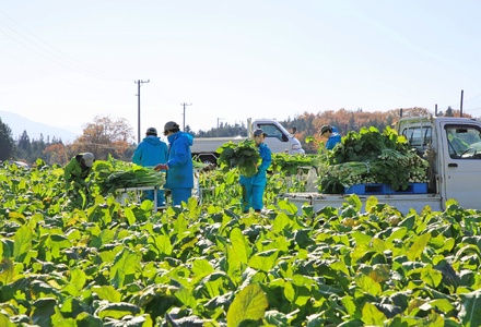 かんてんぱぱ　ぱぱな農園の野沢菜漬け500g×3袋｜ぱぱな農園 野沢菜漬け 野沢菜 漬物 国産 信州漬物 長野県 伊那市 ふるさと納税 ご飯のお供 人気 おすすめ【010-a5】