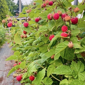 ジャム ベリー 信州 伊那産 完熟 ラズベリー ジャム 200g 2個 セット | フルーツ ジャム ソース ラズベリー 完熟 つみたて 加工品 長野県 伊那市【009-45】