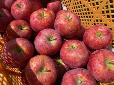 りんご 信州産の夏りんご 美味しさNO.1 さわやかな酸味 シナノリップ 約4kg 【012-64】