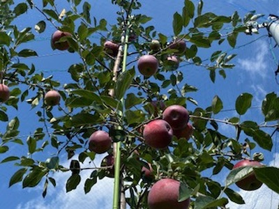 りんご 信州産の夏りんご 美味しさNO.1 さわやかな酸味 シナノリップ 約4kg 【012-64】