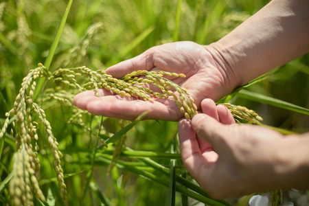 井乃頭　純米吟醸　無濾過生　R6BY（吟醸生酒）｜長野県産 日本酒 ひとごこち 地酒 吟醸生酒 地元限定酒 ふるさと納税 晩酌 アルコール 伊那市 ふるさと納税【011-94】