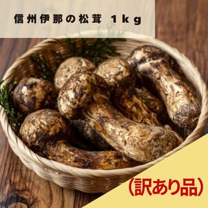 信州上伊那産 松茸 訳あり 1kg 公式通販 信州上伊那産 松茸 訳あり 1kg 公式通販