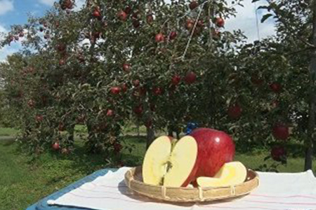 【012-04】信州産りんごおまかせ5キロ（りんご・リンゴ・林檎）