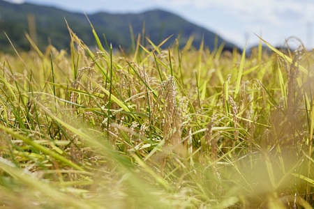 米 お米 コシヒカリ 信州伊那産 令和７年度 伊那市田原産米 コシヒカリ 10キロ 【027-17】