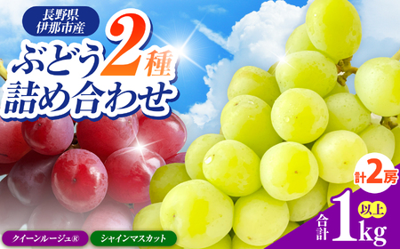信州伊那産ぶどう２種食べ比べセット（1.0kg以上）シャインマスカット　クイーンルージュ(R)｜ぶどう ぶどう詰合せ 葡萄 セット ぶどう食べ比べ 2種セット シャインマスカット クイーンルージュ 種なし ぶどう高級 フルーツ ギフト フルーツ 旬のフルーツ 伊那市 長野県産 【013-46】