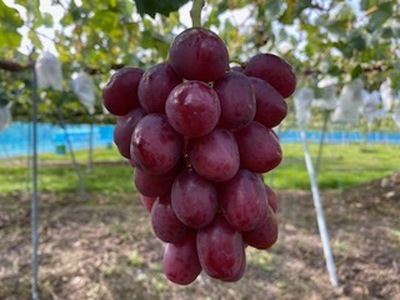 信州伊那産ぶどう２種食べ比べセット（1.0kg以上）シャインマスカット　クイーンルージュ(R)｜ぶどう ぶどう詰合せ 葡萄 セット ぶどう食べ比べ 2種セット シャインマスカット クイーンルージュ 種なし ぶどう高級 フルーツ ギフト フルーツ 旬のフルーツ 伊那市 長野県産 【013-46】