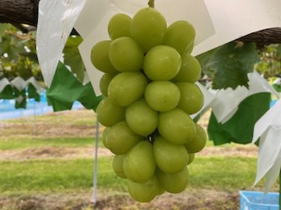 信州伊那産ぶどう２種食べ比べセット（1.0kg以上）シャインマスカット　クイーンルージュ(R)｜ぶどう ぶどう詰合せ 葡萄 セット ぶどう食べ比べ 2種セット シャインマスカット クイーンルージュ 種なし ぶどう高級 フルーツ ギフト フルーツ 旬のフルーツ 伊那市 長野県産 【013-46】