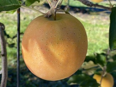 赤果肉 りんご なかののきらめき 約2.5kg 【012-72】