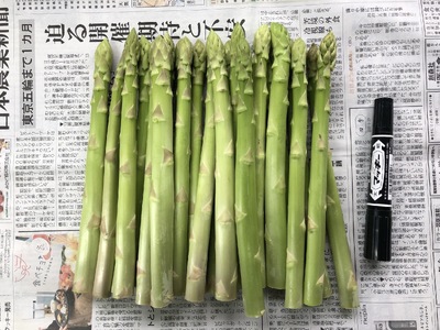 アスパラ 伊那市産 アスパラガス 約1kg Lサイズ 約30本 【013-49】