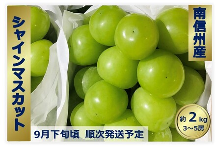 20. シャインマスカット【箱抜き4kg 】 - 果物
