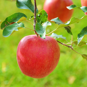 【009-11】信州のりんご　シナノスイート　約3キロ　信濃三兄弟の一つ（りんご・リンゴ・林檎）