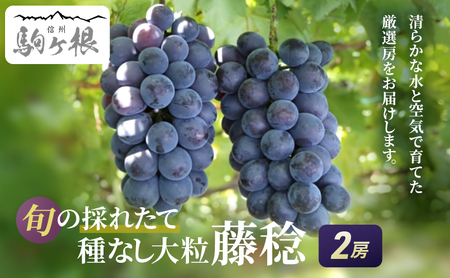 【特選房】大粒藤みのり 2房(種なし)