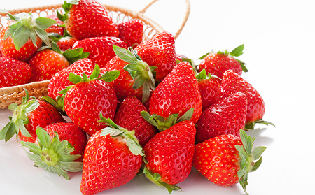 南信州産「いちご」 (300g×8パック)　【ヨッシャア駒ヶ根】 果物類 苺 イチゴ