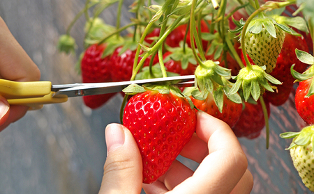 南信州産「いちご」 (300g×8パック)　【ヨッシャア駒ヶ根】 果物類 苺 イチゴ