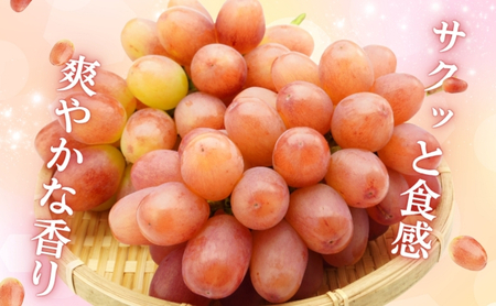 2026年産 ぶどう クイーンルージュ 約600g（1房）果物 フルーツ デザート 信州 長野 駒ケ根市