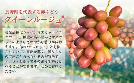 2026年産 ぶどう クイーンルージュ 約600g（1房）果物 フルーツ デザート 信州 長野 駒ケ根市