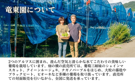 2026年産 ぶどう クイーンルージュ 約600g（1房）果物 フルーツ デザート 信州 長野 駒ケ根市