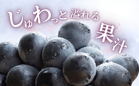 2026年産 ぶどう ナガノパープル 約600g（1房）果物 フルーツ デザート 信州 長野 駒ケ根市