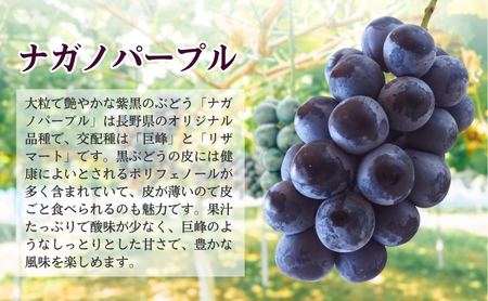 2026年産 ぶどう ナガノパープル 約600g（1房）果物 フルーツ デザート 信州 長野 駒ケ根市