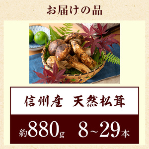 信州産「天然松茸」（約880g/8～29本） | 長野県駒ヶ根市 | ふるさと納税サイト「ふるなび」