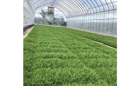 【定期便/農家直送】長野県産「風さやか」（5kg×3回）【栄屋ファーム】 お米 3ヶ月 計15kg 