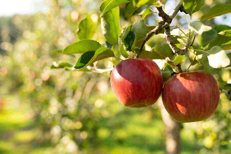 りんご 長野 スマートフレッシュ サンつがる 5kg たっぷり楽しめる 葉とらず 産地直送 フルーツ 果物 デザート おやつ リンゴ 林檎 さんつがる 秋 旬 スムージー ジャム 信州 長野県 長野県産 2026 2026年