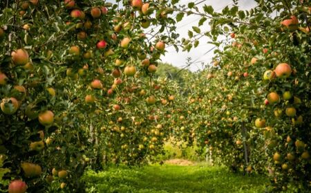 2026年産 少人数家庭にぴったり！長野県産「シナノスイート」りんご（3kg） 果物 フルーツ デザート 食後 強い甘み ジューシー 爽やか 皮薄い 丸かじり 秋の味覚 旬 