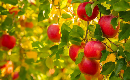 【信州産】りんごの個性にびっくり！ジュース6種セット（1,000ml×6本）