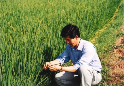 【無洗米】長野県産「特別栽培米コシヒカリ１等級」（10kg）マイ・ファーム中坪