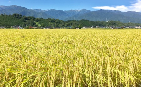【無洗米】長野県産「特別栽培米コシヒカリ１等級」（10kg）マイ・ファーム中坪