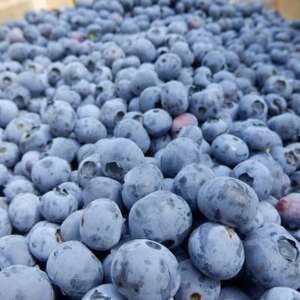 信州　中野市産ブルーベリー100g 12パック入り【配送不可地域：離島】【1494242】