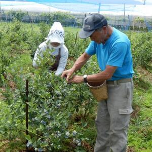 信州　中野市産ブルーベリー100g 12パック入り【配送不可地域：離島】【1494242】