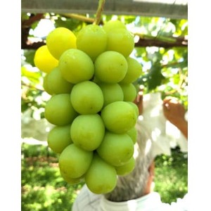 長野県中野市産ぶどう・シャインマスカット秀品4kg箱 6～9房入り【配送不可地域：離島】【1494262】