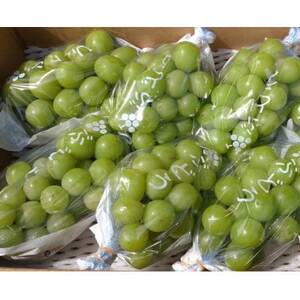 長野県中野市産ぶどう・シャインマスカット秀品4kg箱 6～9房入り【配送不可地域：離島】【1494262】