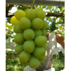 長野県中野市産ぶどう・シャインマスカット秀品 5kg箱 7～11房入り【配送不可地域：離島】【1494264】